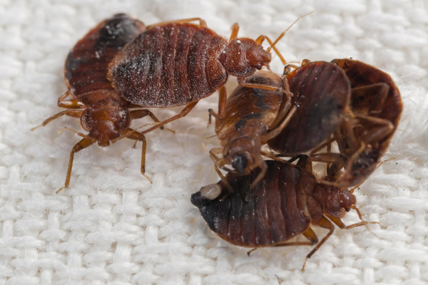Bed Bugs Control Services in Hyderabad Telangana India